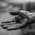 elcontrato